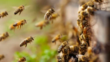 Bees swarm around a hive in Bee Extermination Milwaukee