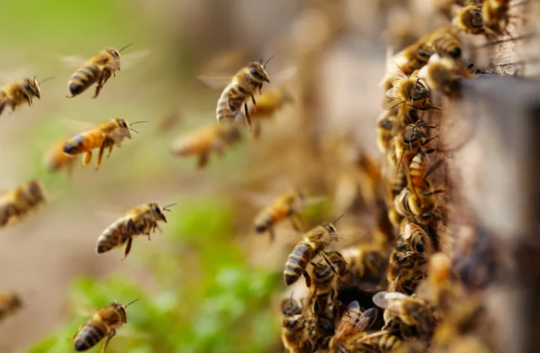 Bees swarm around a hive in Bee Extermination Milwaukee