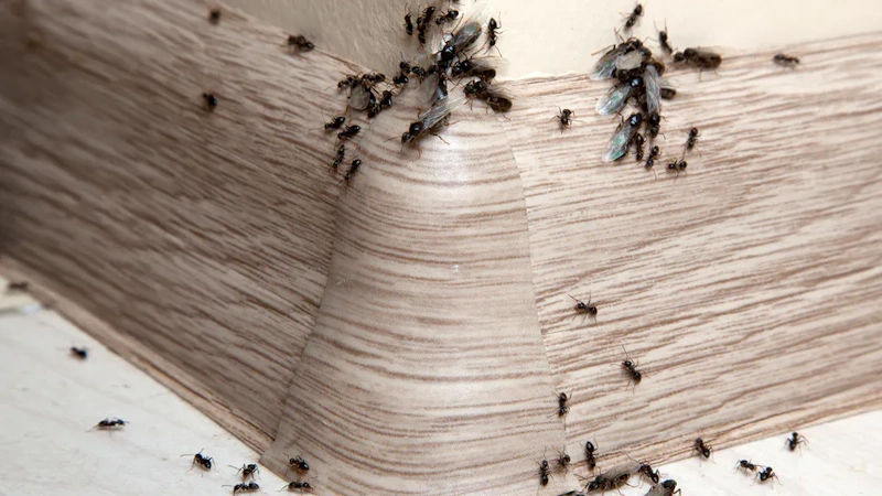 pest control mequon deals with ants in the house