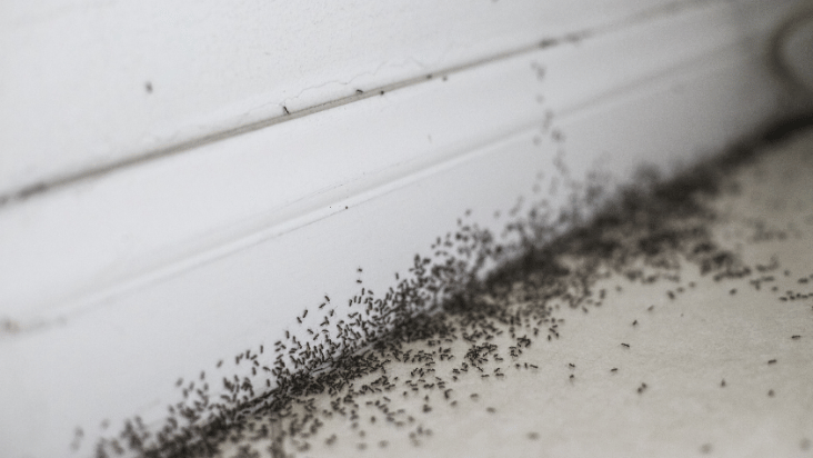 Ant Infestations