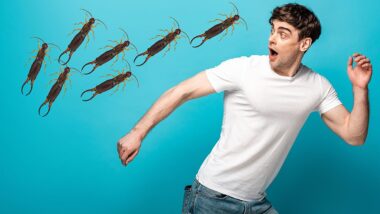 A man running from a swarm of bugs during Earwig Season.