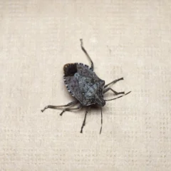 A Wisconsin stink bug with distinctive black and brown markings on its back