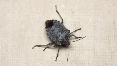 A Wisconsin stink bug with distinctive black and brown markings on its back