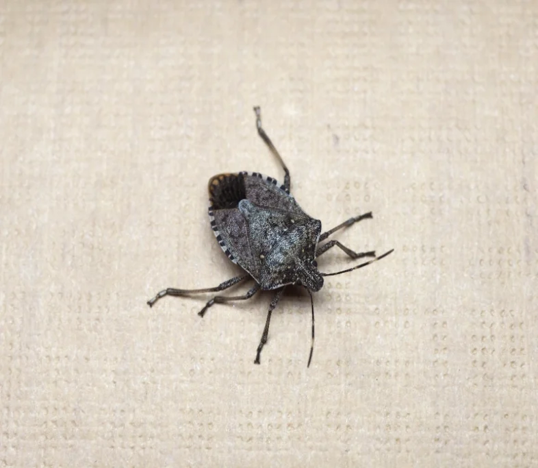 A Wisconsin stink bug with distinctive black and brown markings on its back