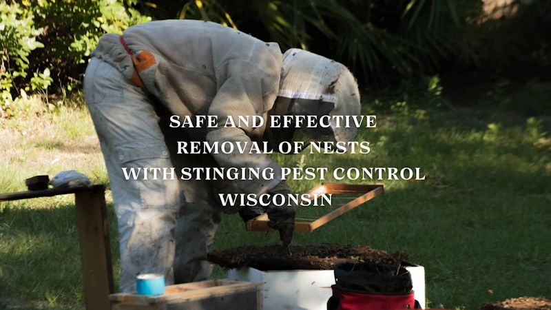 A man in protective gear examines a bee nest for stinging pest control  Wisconsin.