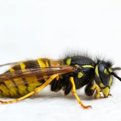 A close up wasp in Wisconsin on a white surface.