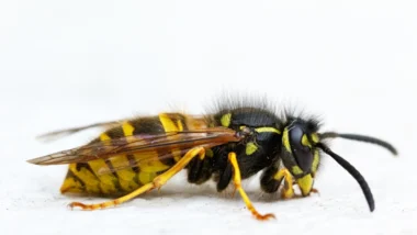 A close up wasp in Wisconsin on a white surface.