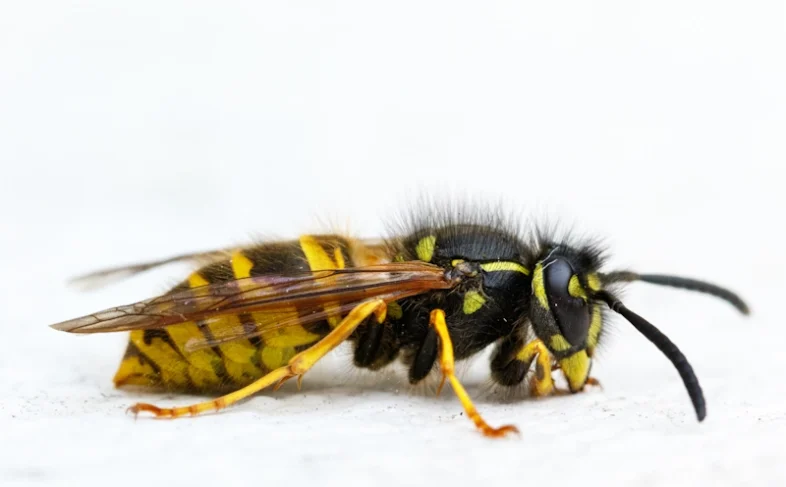 A close up wasp in Wisconsin on a white surface.