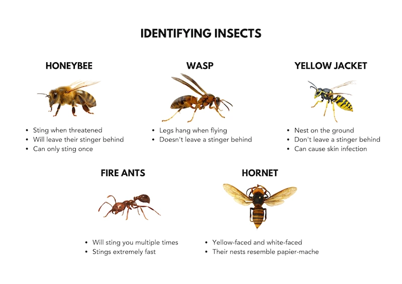 Wisconsin stinging insects species