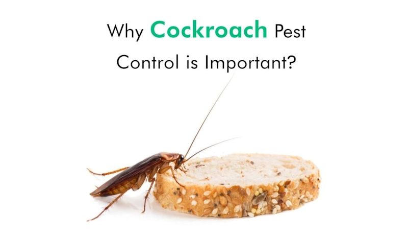 Roach control: a cockroach crawling on a slice of bread.