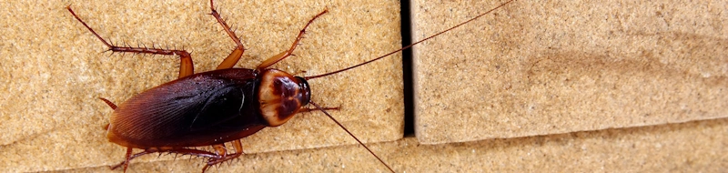 Roach control, a cockroach crawling on the wall