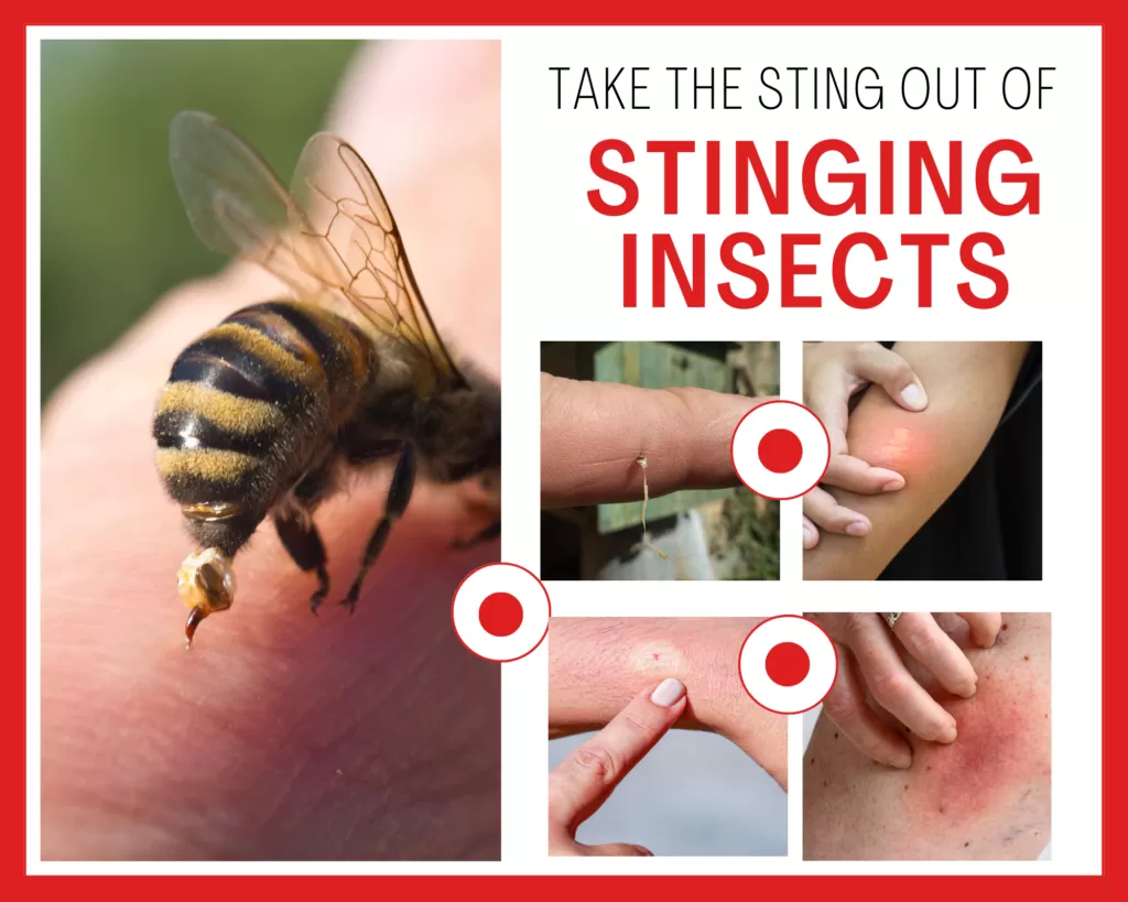 Wisconsin stinging insects: a bee resting on a person's hand.