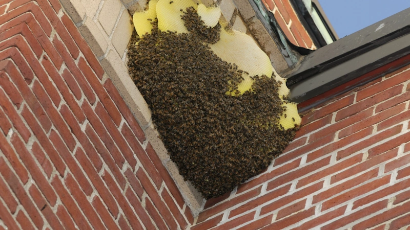 Wisconsin stinging insects: A massive swarm of bees clings to the side of a building.