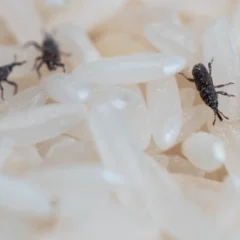 Multiple bugs perched on rice showcasing a common pantry pest problem