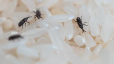 Multiple bugs perched on rice showcasing a common pantry pest problem