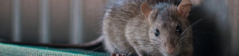 A rat on a green surface, emphasizing the need for rodent removal services in Mequon.