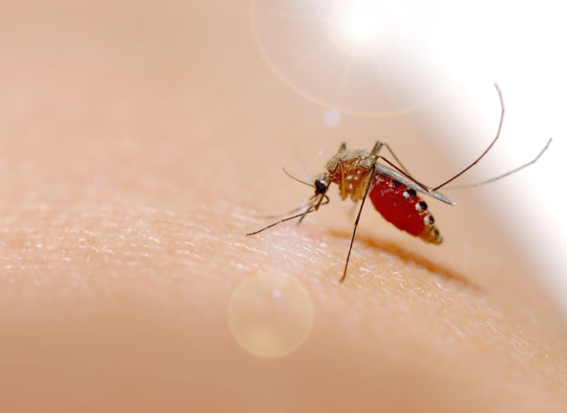 A mosquito feeding on human skin representing the importance of mosquito exterminating services.