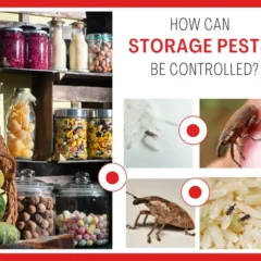 A pantry shelf stocked with jars of preserved food, with visible signs of storage pests like weevils and moths, highlighting the importance of effective pantry pest control.