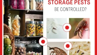 A pantry shelf stocked with jars of preserved food, with visible signs of storage pests like weevils and moths, highlighting the importance of effective pantry pest control.