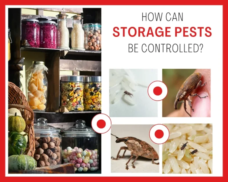 A pantry shelf stocked with jars of preserved food, with visible signs of storage pests like weevils and moths, highlighting the importance of effective pantry pest control.