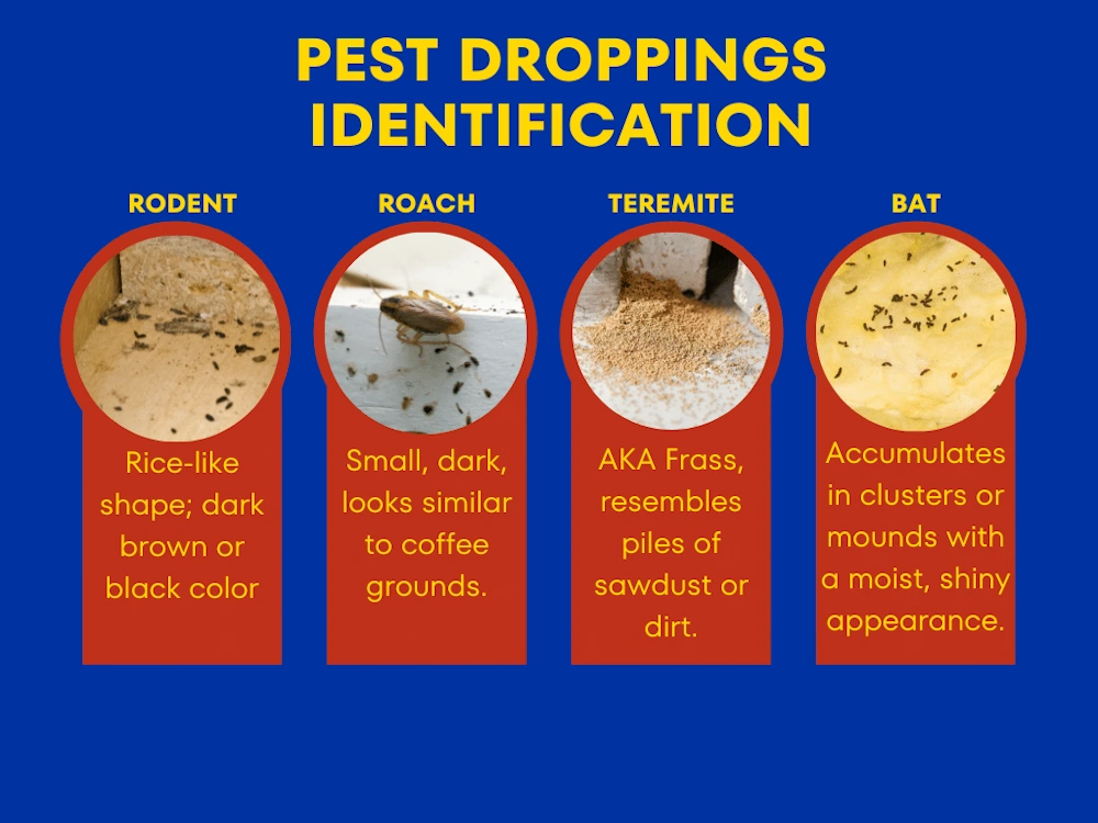 A pest droppings identification graphic focused on pantry pest control