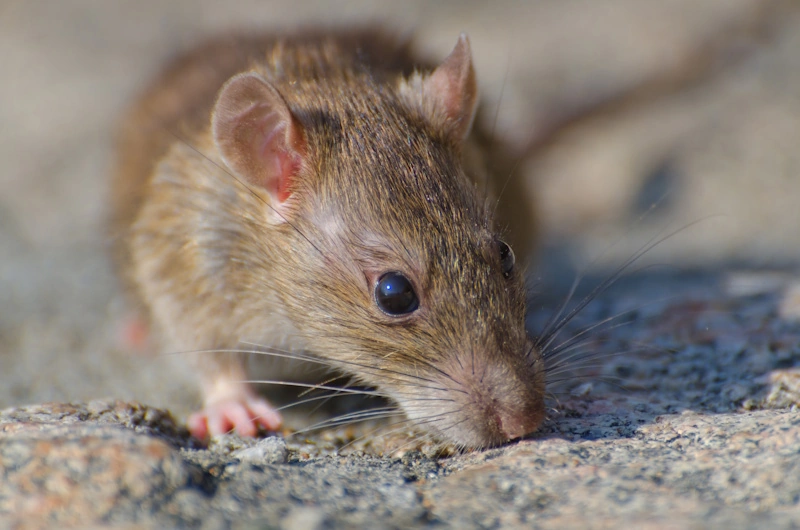 A rat on a stone surface highlighting theimportance of rat control Milwaukee