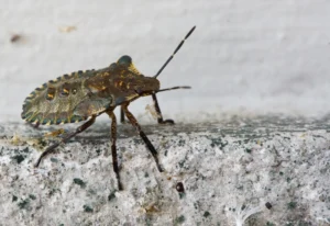 A stinkbug on a concrete surface highlighting stinkbug exterminating services