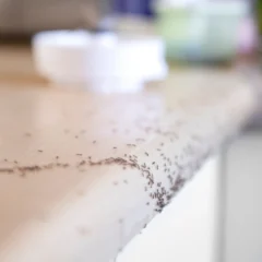 A line of ants crawling across a wooden countertop representing ants in your mequon wisconsin home