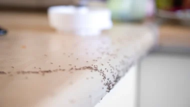 A line of ants crawling across a wooden countertop representing ants in your mequon wisconsin home