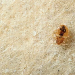 A bed bug on a fibrous beige surface, emphasizing the importance of staying bug free 2025