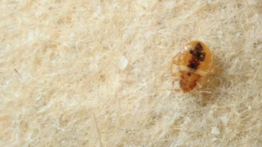 A bed bug on a fibrous beige surface, emphasizing the importance of staying bug free 2025