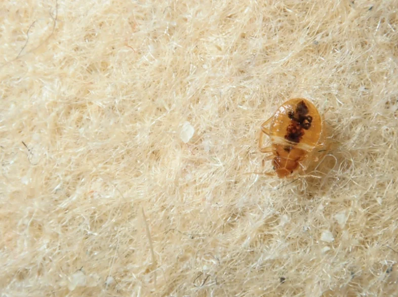 A bed bug on a fibrous beige surface, emphasizing the importance of staying bug free 2025