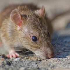 A rat on a stony surface highlighting the need to protect your car from mice.