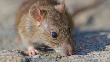 A rat on a stony surface highlighting the need to protect your car from mice.