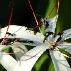 Love bug Mequon on a large white flower with pink stamens.