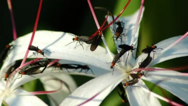 Love bug Mequon on a large white flower with pink stamens.