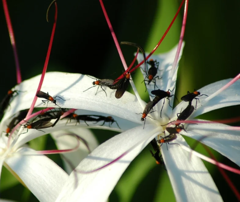 Love bug Mequon on a large white flower with pink stamens.