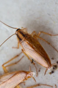 Close-up of brown cockroaches on a light surface demonstrating the significance of pest control Oak Creek WI