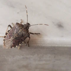 A close-up of a brown winter stink bug mequon on a light surface.