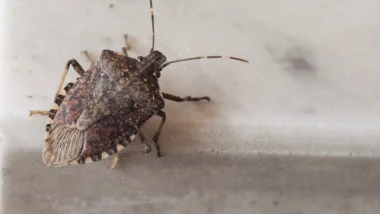 A close-up of a brown winter stink bug mequon on a light surface.