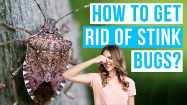 can stink bugs survive in winter