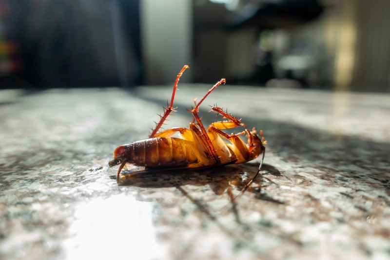 A cockroach lying on its back on a marbled surface, symbolizing effective pest control services in Brown Deer WI.