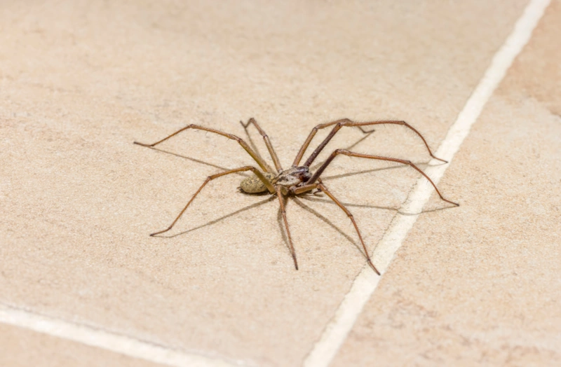 A spider with long legs on the floor, emphasizing the value of Franklin pest control in homes.