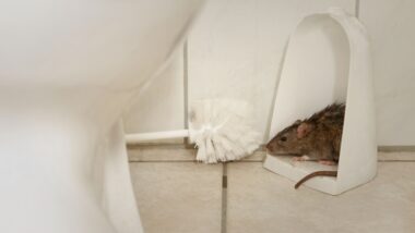 Why Are Rodents So Common in Menomonee Falls Homes During Fall and Winter?