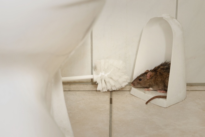 Why Are Rodents So Common in Menomonee Falls Homes During Fall and Winter?