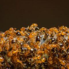 What Causes Ant Infestations in Germantown, WI Homes?