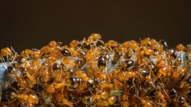 What Causes Ant Infestations in Germantown, WI Homes?