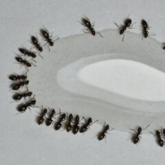 What Attracts Ants to Homes in Menomonee Falls, WI?