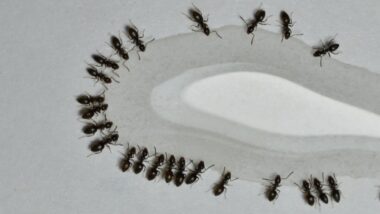 What Attracts Ants to Homes in Menomonee Falls, WI?