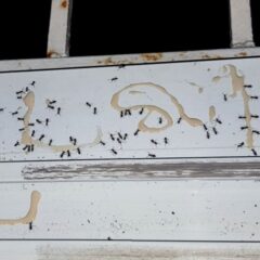 Why Are Ants So Active in Germantown, WI Homes Right Now?